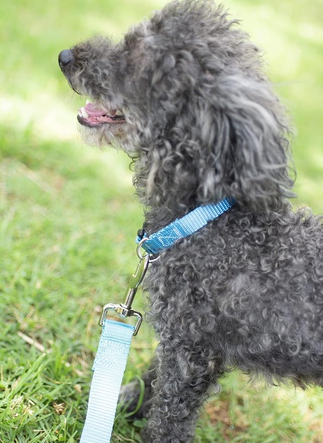 Country Brook Petz - Everyday Nylon Dog Collar and Leash - 10+ Cool Colors (3/4 Inch, Medium, Ice Blue)