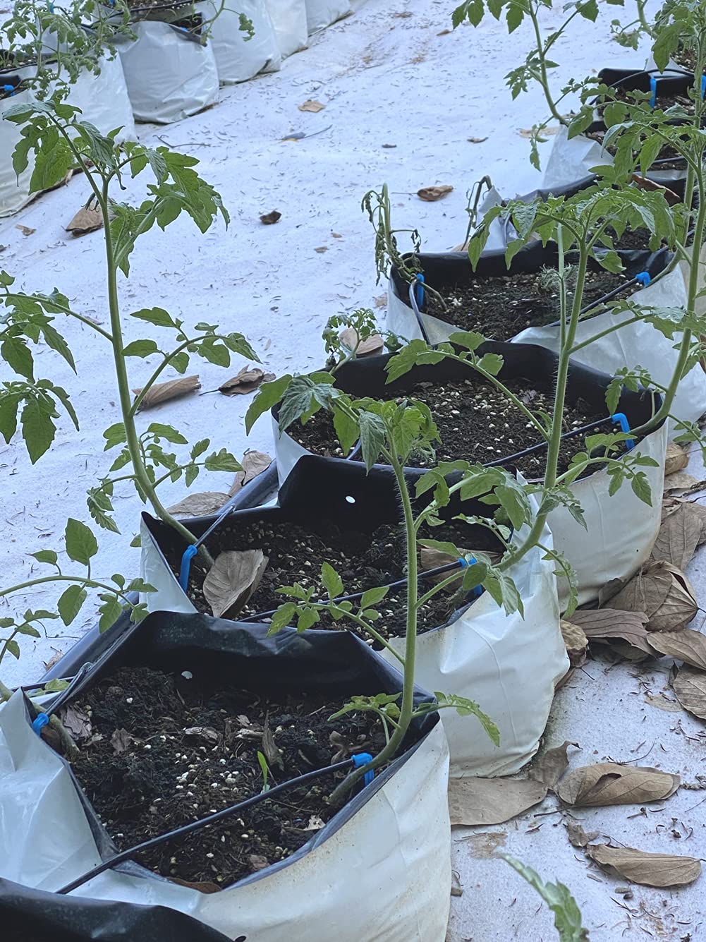 HORTIPOTS 3 Gallon Grow Bags Made of Black White Poly Film (50 Pieces per Pack)