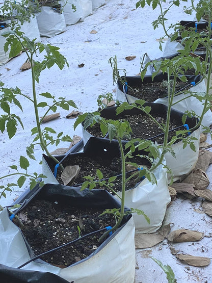 HORTIPOTS 3 Gallon Grow Bags Made of Black White Poly Film (50 Pieces per Pack)