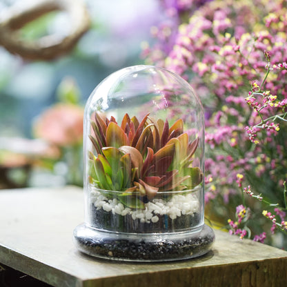 NCYP Small Clear Decorative Glass Terrarium Cloche with Air Hole - 4.7 x 4.7 x 6.3 Inches Glass Dome with Base for Miniature Plants - Display Storage (No Plants Included)