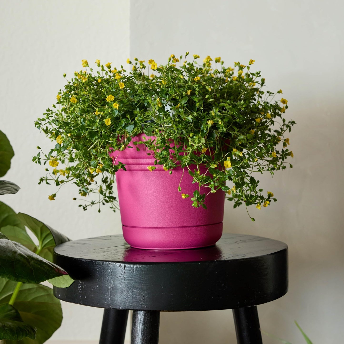 Bloem Saturn 5" Fuchsia Round Planter Pot with Snap-in Saucer for Indoor or Outdoor Gardening, Made in USA