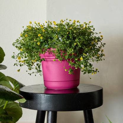 Bloem Saturn 5" Fuchsia Round Planter Pot with Snap-in Saucer for Indoor or Outdoor Gardening, Made in USA