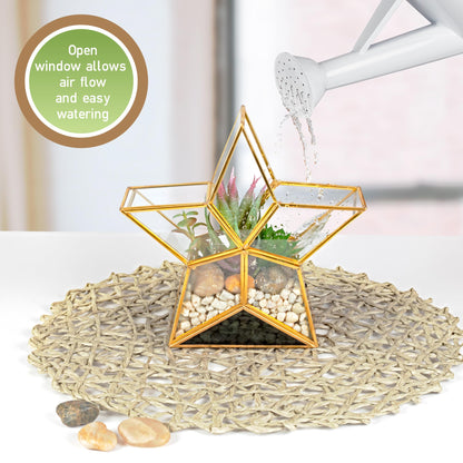 Gold Star Glass Centerpiece Display (3x8x8) - Tabletop Planter Terrarium - Spring Home & Wedding Decor - Fill with Succulents, Cacti, Air Plants, Moss, Flowers for Plant Lovers
