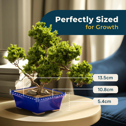 Leaves and Soul Blue Rectangular Bonsai Pot Ceramic Planter | Glazed Small Bonsai Tree Pot with Drainage for Succulents & Indoor Plants | Decorative Bonsai Planter for Tables, Home & Garden Décor