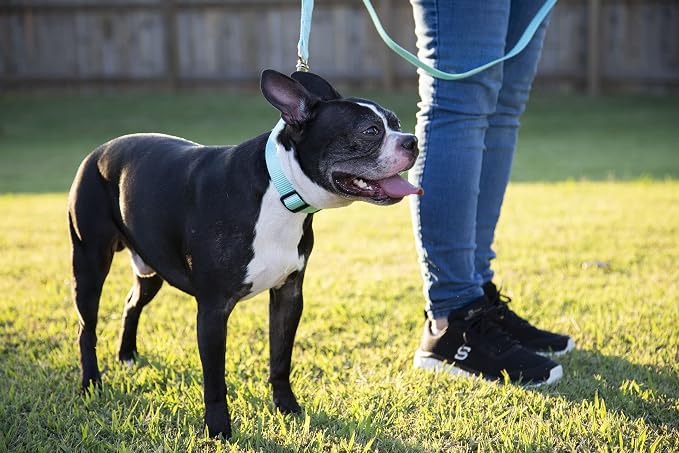 Country Brook Petz - Everyday Nylon Dog Collar and Leash - 10+ Cool Colors (1 Inch, Large, Light Cyan)