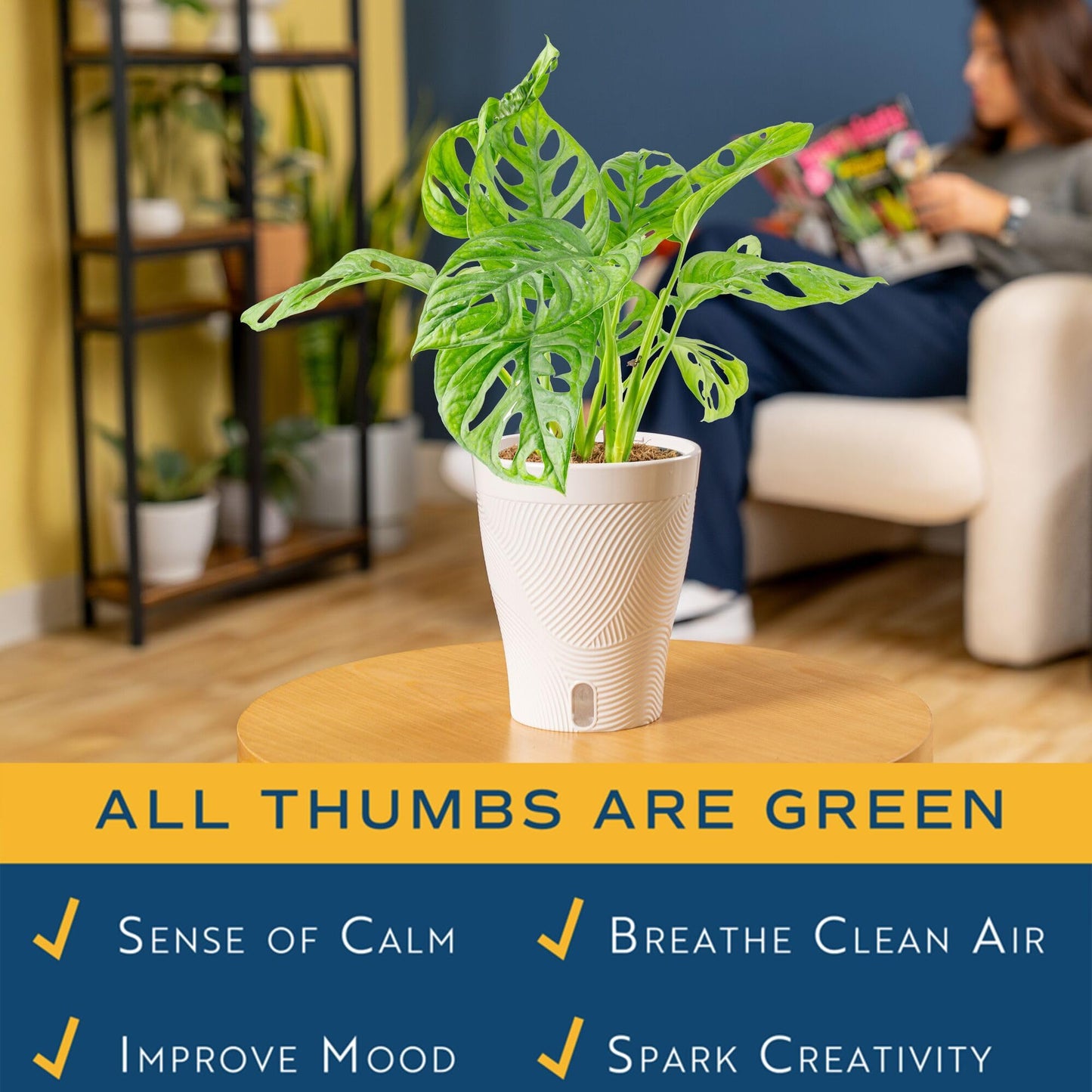 Costa Farms Little Monstera Plant, Easy to Grow Houseplant, Live Indoor Plant Potted in Cute Garden Plant Pot, Potting Soil, Housewarming Gift, Home, Office, and Tropical Room Decor, 12-Inches Tall