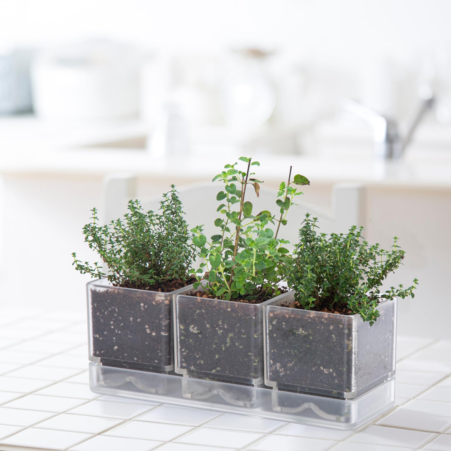 D'vine Dev Herb Garden Planter Set, Acrylic Plant Pots with Drainage and Saucer, Indoor Succulent Cactus Vegetable Pot for Windowsill, Garden Balcony, Clear, Set of 1, 76-V-D-1