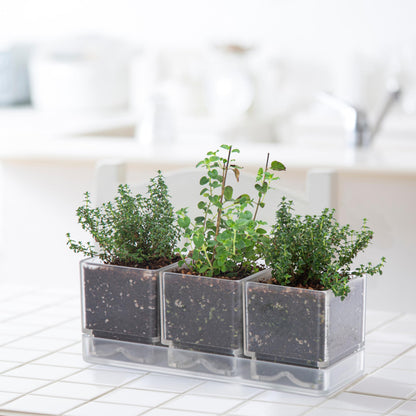 D'vine Dev Herb Garden Planter Set, Acrylic Plant Pots with Drainage and Saucer, Indoor Succulent Cactus Vegetable Pot for Windowsill, Garden Balcony, Clear, Set of 1, 76-V-D-1