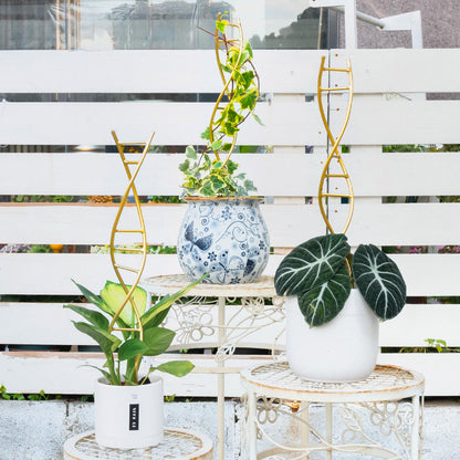 GOOOXIM Indoor Plant Trellis for Potted Plants - Durable Metal Climbing Trellis with Unique DNA Spiral Design for Vining Plants, Easy Installation for Indoor & Outdoor Use