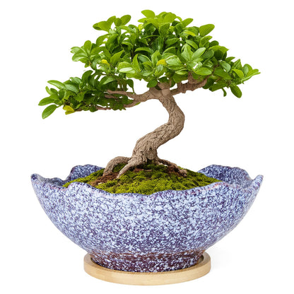 ARTKETTY Bonsai Pots - 9.06'' Ceramic Pots for Indoor Plants, Large Succulent Pots with Drainage Bamboo Tray, Unique Bonsai Tree Planters Round Cactus Flower Plant Container Bowl Home Office Decor