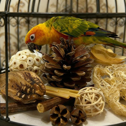 Bird Toys - Sola Ball Foraging Box, 10 Natural Ingredients | Chewing and Shredding Parrot Toys | Ideal for Parakeets/Cockatiels/Conures/Lovebirds and Small to Medium Birds