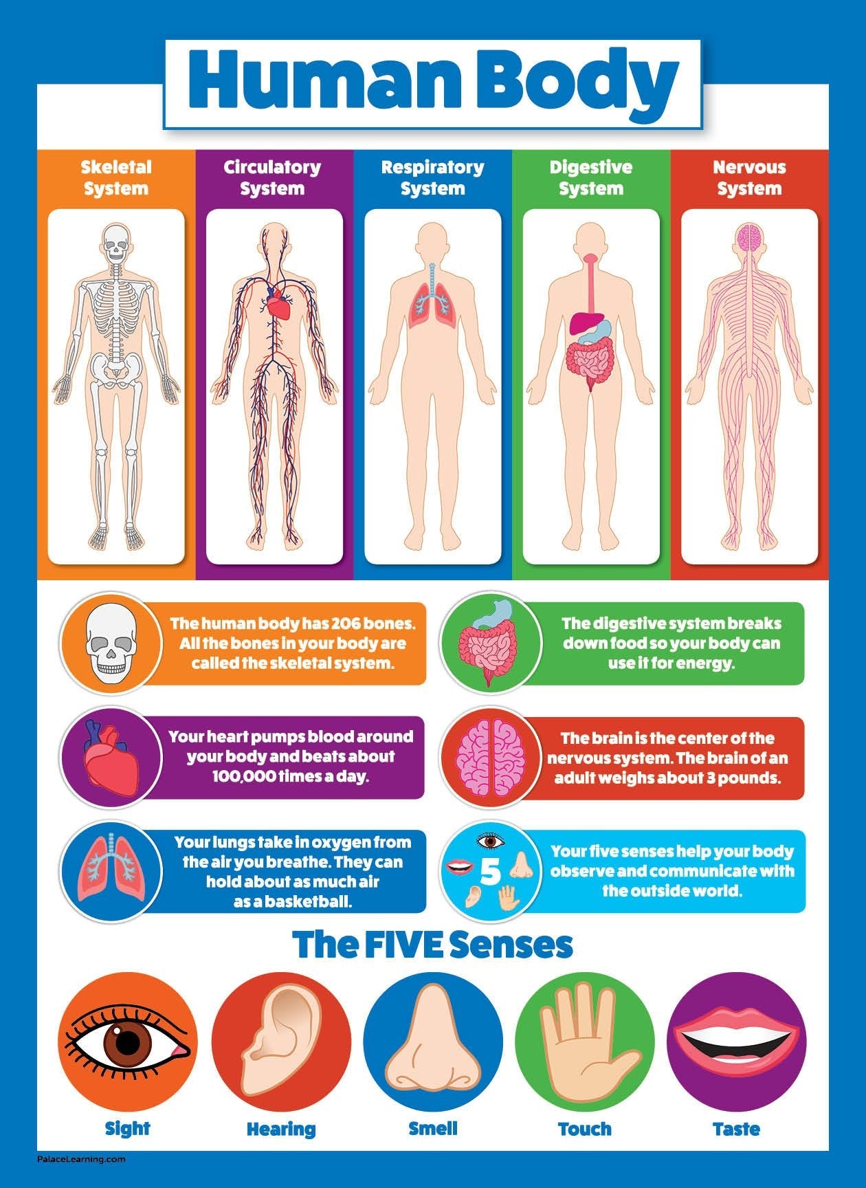 Palace Learning 2 Pack - Solar System Poster for Kids & Understanding the Human Body Chart (LAMINATED, 18" x 24")