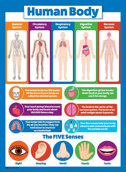 Palace Learning 2 Pack - Solar System Poster for Kids & Understanding the Human Body Chart (LAMINATED, 18" x 24")