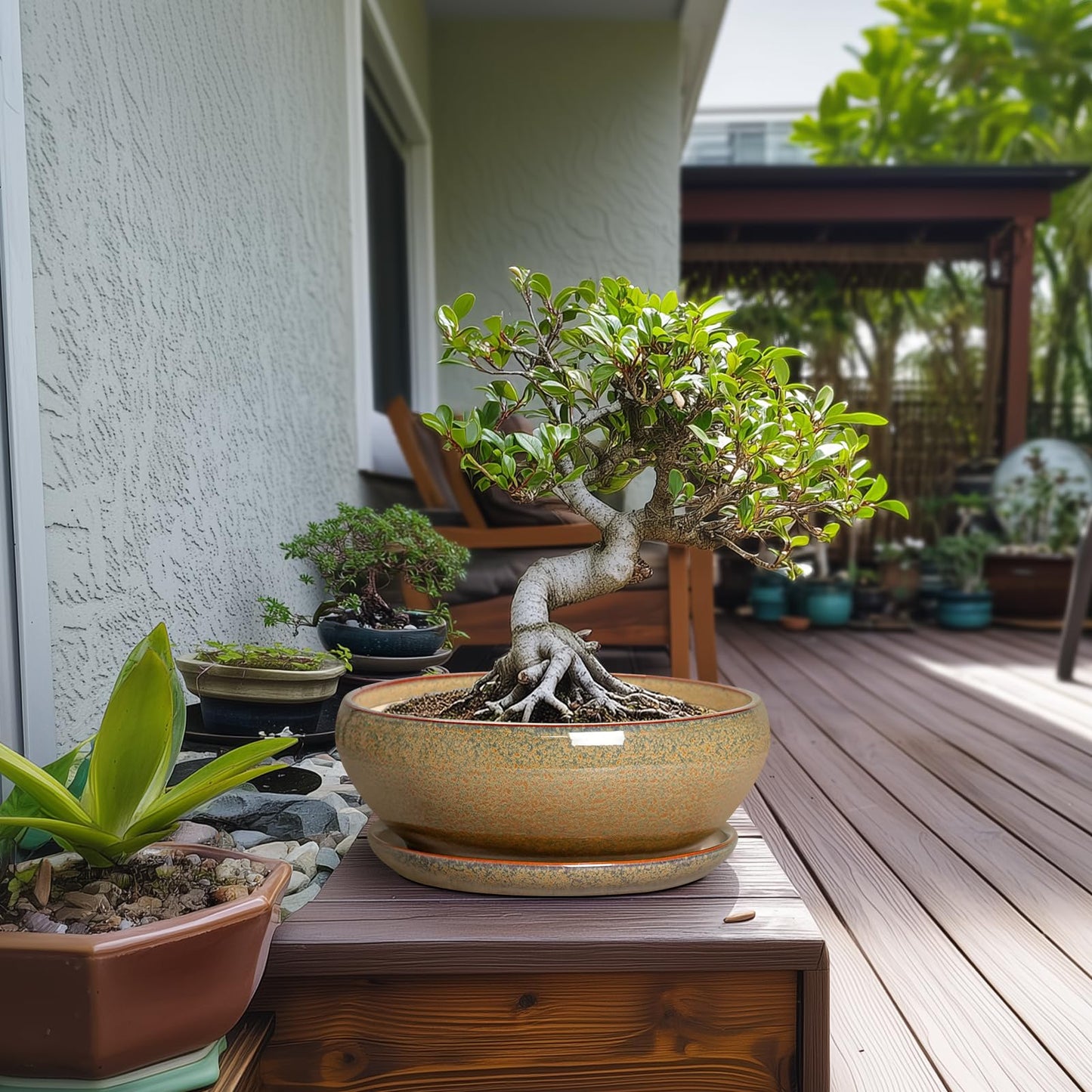 SQOWL Bonsai Planter - 10 Inch Ceramic Succulent Pots, Shallow Plant Pot Indoor with Drainage Hole and Saucer, Ceramic Bonsai Pots, Round Planter Bowl Outdoor, House Decor, Plant Lover Gifts, Brown