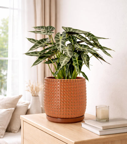 D'vine Dev 8 Inch Ceramic Beaded Stoneware Planter Pot - Flower Pot with Drainage Holes and Saucers for Indoor Succulent Plants or Flowers, Pumpkin, 27-C-Q-J