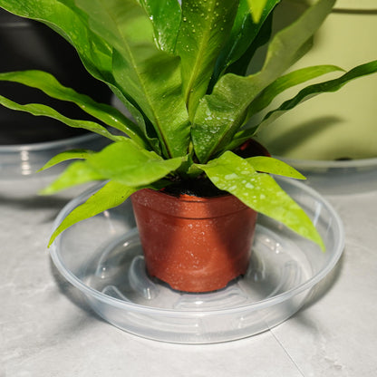 MSKIAUO 2 Packs Plant Saucer Pot Tray, 14 inch Clear Flower Planter Saucers and Drip Trays, 13 inch Plastic Flower Planter Saucers for Indoors Outdoors, Heavy Durable Plant Plate Water Catcher