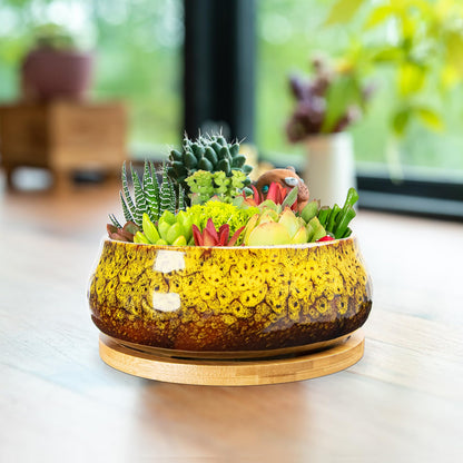 ARTKETTY Succulent Pots - 8 Inch Plant Pot, Large Bonsai Pots with Drainage Tray, Ceramic Planters for Indoor Outdoor Plants, Round Shallow Cactus Flower Plant Container Bowl Decorative Home Garden