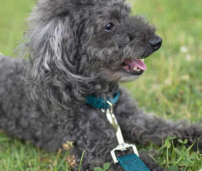 Country Brook Petz - Everyday Nylon Dog Collar and Leash - 10+ Cool Colors (1 Inch, Large, Teal)