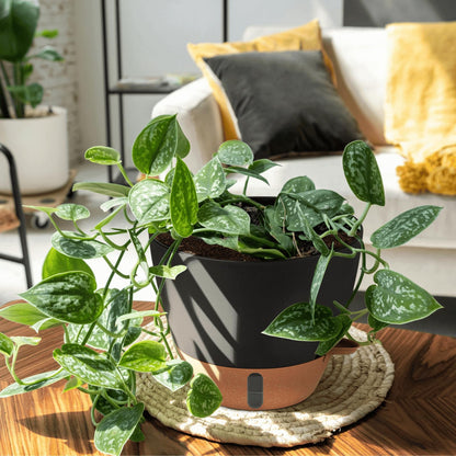 montresor 12/10/8 Inch Self Watering Pots for Indoor Plants Plastic Large Plant Pots for Outdoor Plants, Water Level Window & Spacious Reservoir Flower Pots Decorative Planter with Drainage and Tray