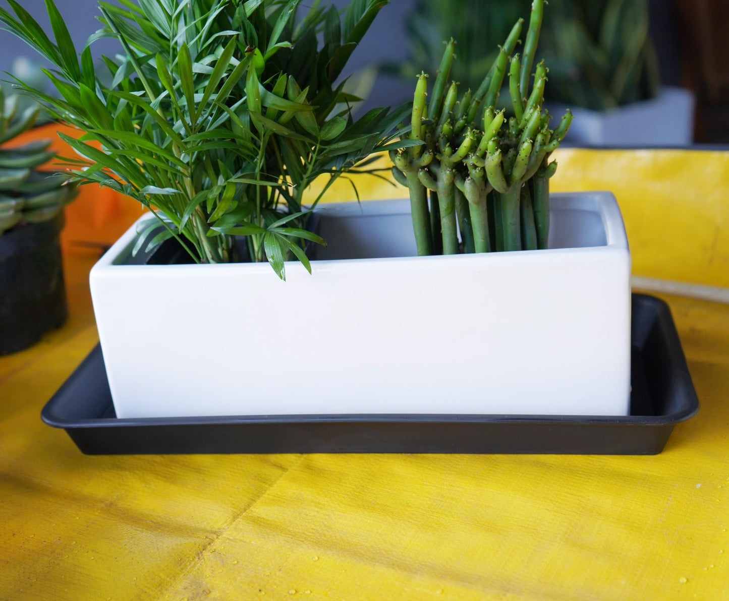 Vuwez Plant Saucer Tray, Heavy Sturdy Long Narrow Plastic Plant Saucers Drainage Trays for Indoors No Holes, Plant Drip Trays for Pots Base, Seed Starter Growing Tray (6.5 X 13 inch, Black)