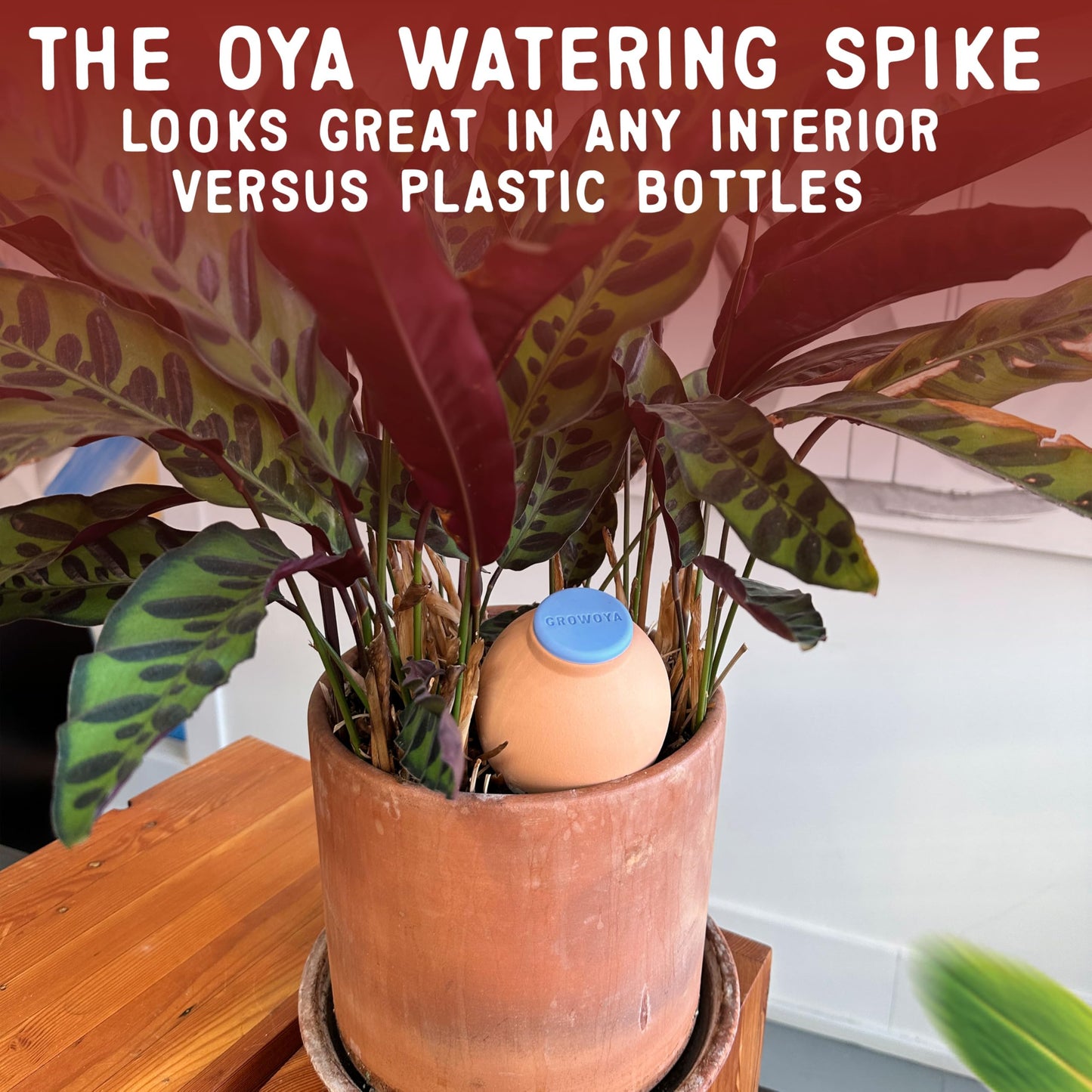 GrowOya Watering Spike for Indoor Plants |16oz self Watering Terracotta Pot| Slow Release Plant Watering Device for Pots 8 Inches or Larger| Decorative self Watering Planter Insert