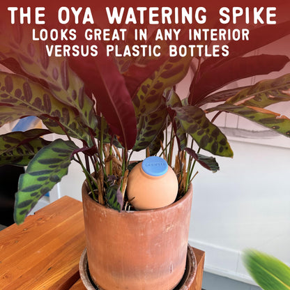 GrowOya Watering Spike for Indoor Plants |16oz self Watering Terracotta Pot| Slow Release Plant Watering Device for Pots 8 Inches or Larger| Decorative self Watering Planter Insert