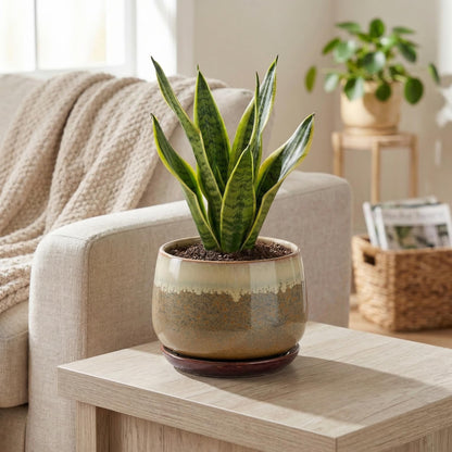 Fivepot 6 Inch Plant Pot - Ceramic Pots for Indoor Plants, Round Small Succulent Planter with Drainage and Saucer, Decorative Flower Pot, Office Room Decor, Gifts for Plant Lovers, Brown-Beige