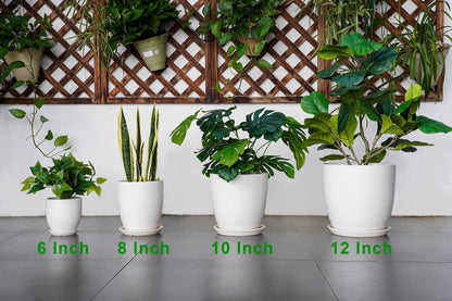 EPFamily Ceramic Pots for Plants - 6 Inch Plant Pot with Drainage Hole and Saucer, Round Planters for Indoor Outdoor, Flower Pots, Modern Planter, Home Office Room Decor, Gifts for Plant Lovers, White