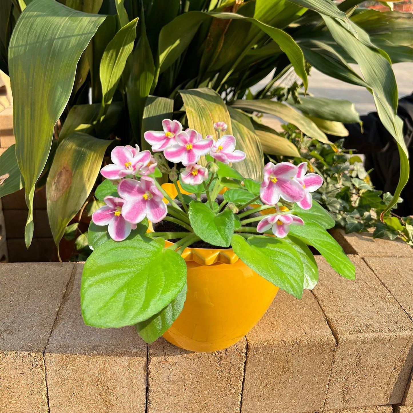 Lovely Ran African Violet Flower Pot Self Watering Plant African Violet Planter Pot Yellow Ceramic Pot Maintenance Plant Seeder Planting 6.5 * 4.6 Inch High Absorption Plant Inner Flower Pot