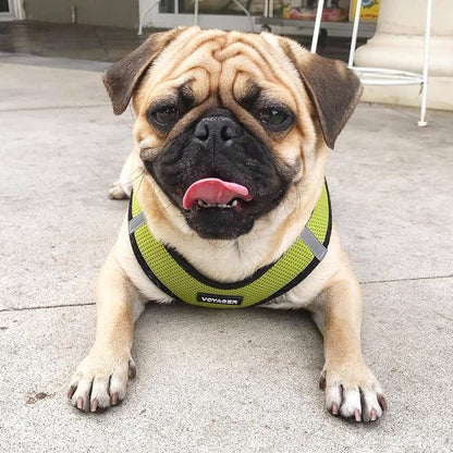 Best Pet Supplies Voyager Step-in Air All Weather Mesh Harness and Reflective Dog 5ft Leash Combo with Neoprene Handle, for Small, Medium and Large Breed Puppies - Set (Lime/Black Trim), Small