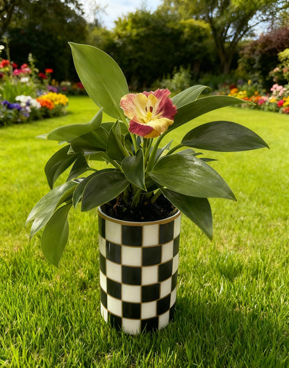 Porlien Ceramic Checker Plant Pots Indoor with Drainage, Set of 2