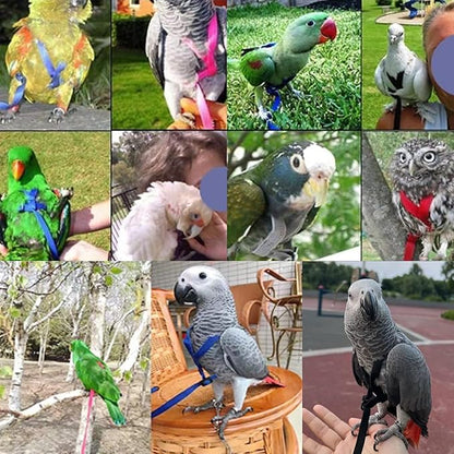 2 pcs Pet Parrot Bird Harness and Leash, Adjustable Training Design Anti-Bite, Outdoor Flying Training Rope Kit for Bird Parrots Fits Birds Chest Between46-76cm /18.11-29.92inch - XL (Black)