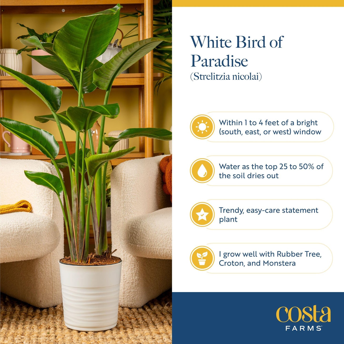 Costa Farms White Bird of Paradise, Large Live Indoor Plant, 2-3 Feet Tall Houseplant in Live Plant Pot, Strelitzia nicolai, Real Floor Plant for Living Room, Office, or Home Decor Gift