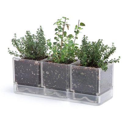 D'vine Dev Herb Garden Planter Set, Acrylic Plant Pots with Drainage and Saucer, Indoor Succulent Cactus Vegetable Pot for Windowsill, Garden Balcony, Clear, Set of 1, 76-V-D-1