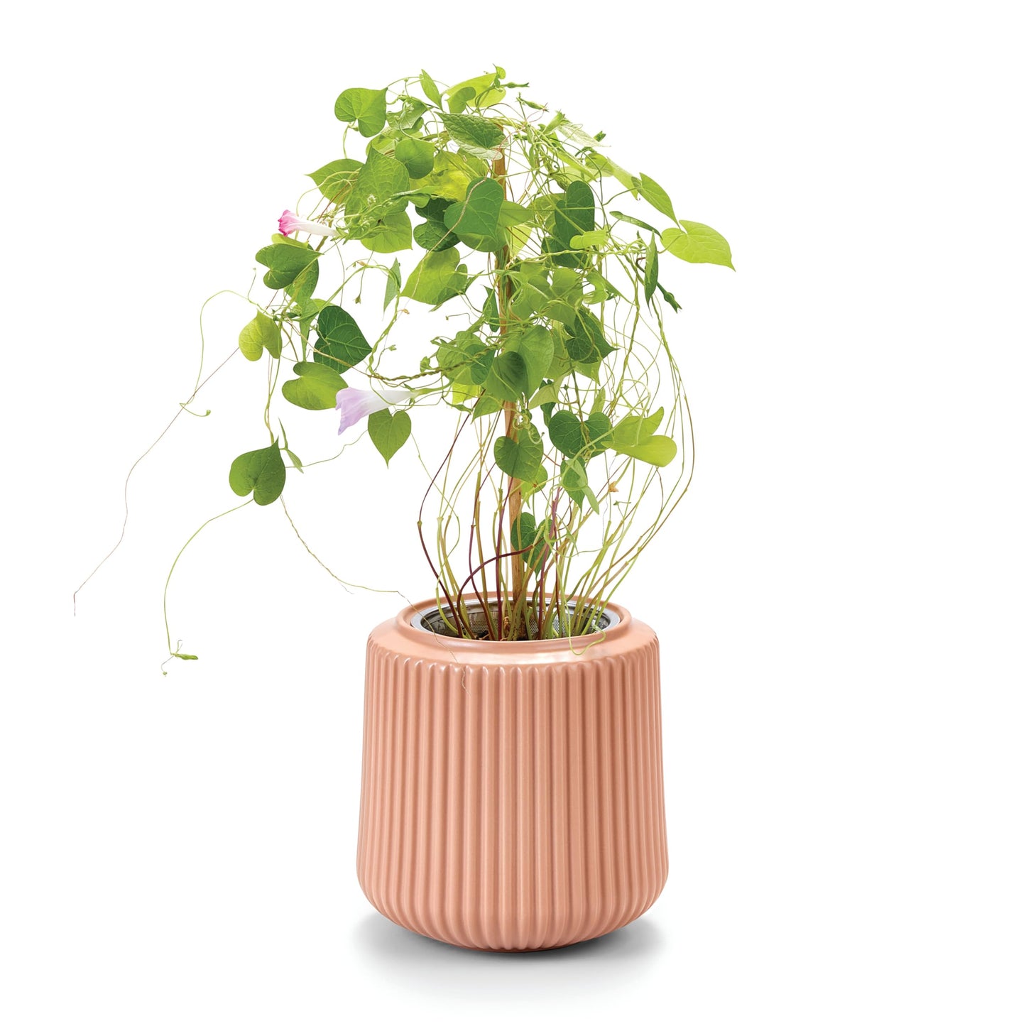Modern Sprout Flower Grow Kit - Ceramic Planter with Indoor Hydroponics Growing System Kit Ideal for Living Room Decor - Unique Gardening Gifts - Morning Glory Self Watering Flower Planting Kit