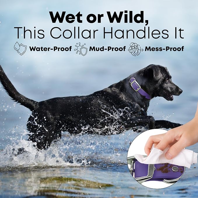 Regal Dog Products Large Purple Dog Collar with Heavy Duty Double Buckle & D Ring | Vinyl Coated, Custom Fit, Adjustable Biothane Dog Collar | Chew Resistant Waterproof Collar for Dogs