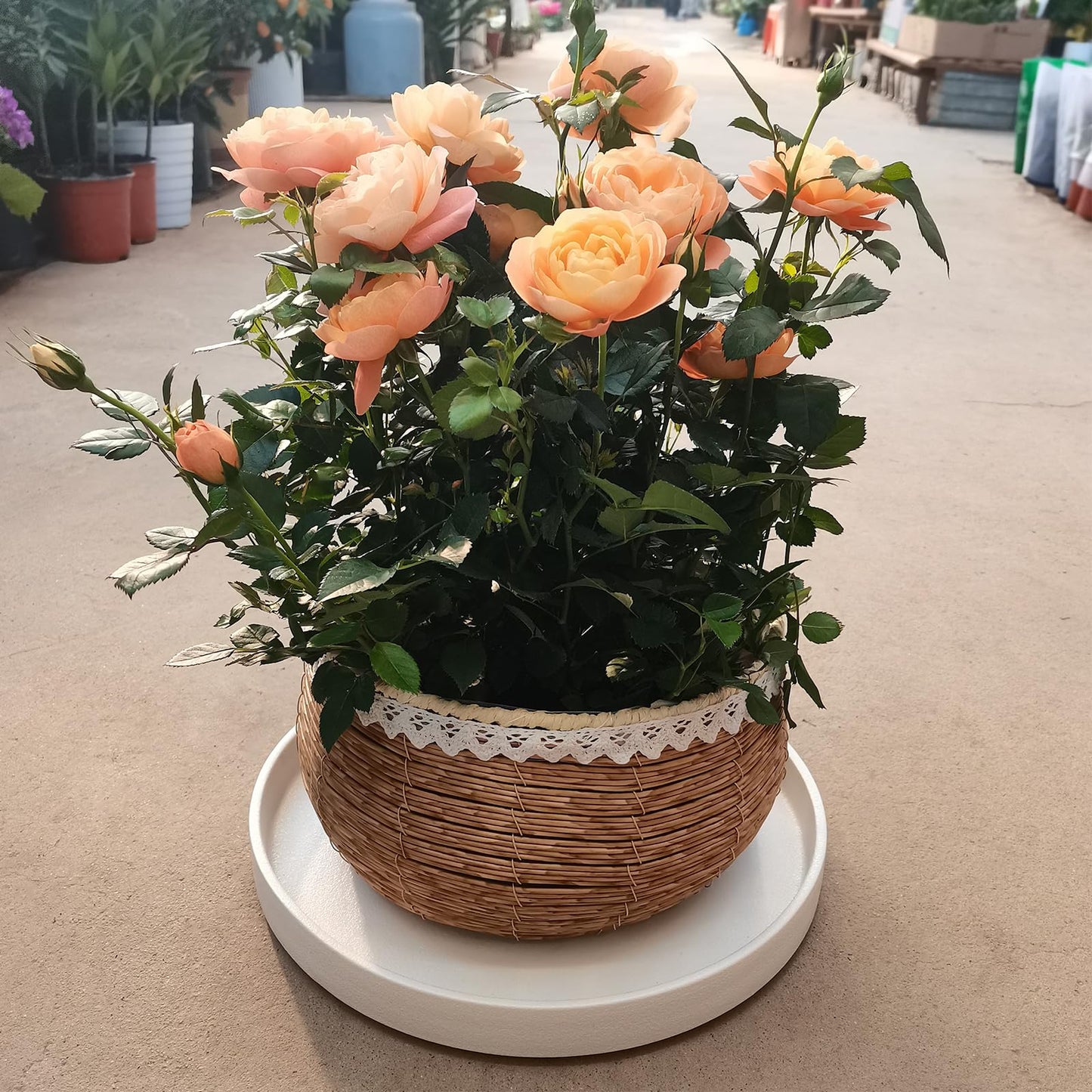 Fzfeiyy Plant Saucer for Indoors - 12 Inch Ceramic Plant Saucer Plant Water Catcher Tray Plant Pot Saucer Plant Drainage Tray, Durable Sturdy Flower Pot Saucers (Frosted White)