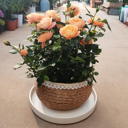 Fzfeiyy Plant Saucer for Indoors - 12 Inch Ceramic Plant Saucer Plant Water Catcher Tray Plant Pot Saucer Plant Drainage Tray, Durable Sturdy Flower Pot Saucers (Frosted White)