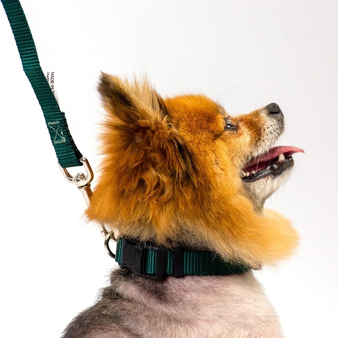 Country Brook Petz - Everyday Nylon Dog Collar and Leash - 10+ Cool Colors (1 Inch, Extra Large, Green)