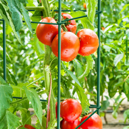 Thealyn Tomato Cages 6 Packs 57 Inches (H) Plant Stand with 164 Feet Twist Ties, Heavy Duty Garden Plants Support for Tomatoes, Cucumber, and Other Climbing Plants (Green)