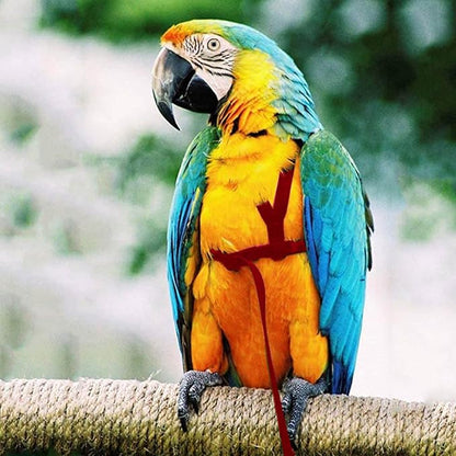 2 pcs Pet Parrot Bird Harness and Leash, Adjustable Training Design Anti-Bite, Outdoor Flying Training Rope Kit for Bird Parrots Fits Birds Chest Between46-76cm /18.11-29.92inch - XL (red)