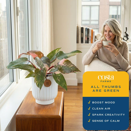 Costa Farms Pink Princess Philodendron, Live Indoor Plant, Rare Unique Houseplant Potted in Indoors Garden Plant Pot, Living Room Home Decor, Trending Tropicals Collection, 1 Foot Tall