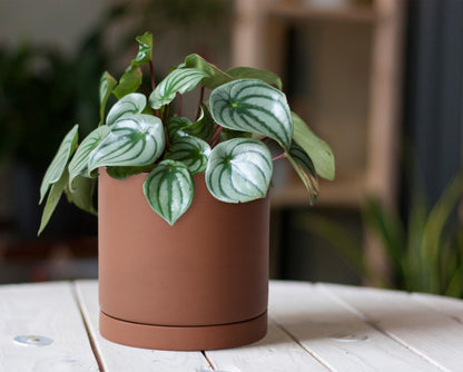 D'vine Dev 6 Inch Rust Terracotta Plant Pot with Drainage Hole and Saucer, Round Cylinder Planter Pot for Indoor Plants, Set of 2, 40-V-C-2