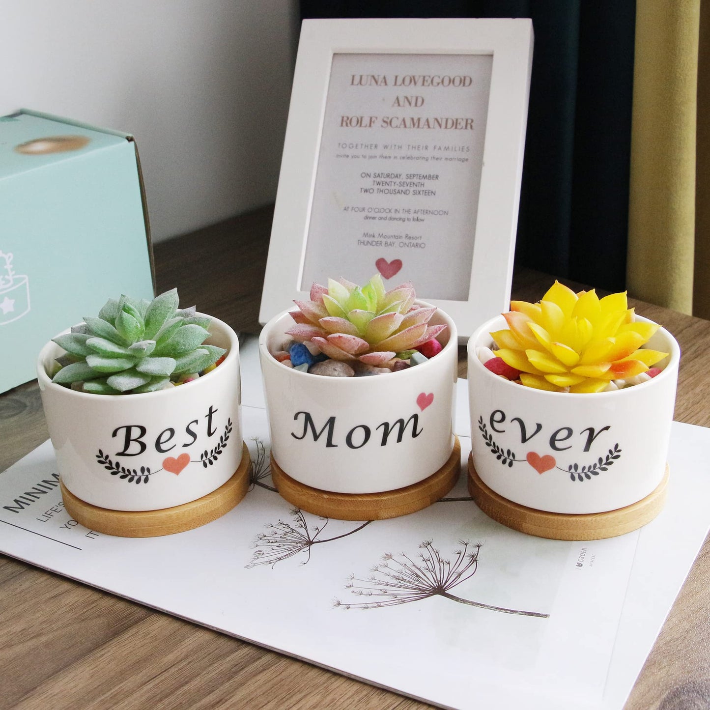 Segreto Creative Plants Pots White Ceramic Vase Planter for Flower Sedum Succulent Plants Desk Garden Room Pot Decor,Pack of 3,Gift Boxed for Mom Friends