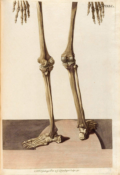 Two Skeletons - Antique Science Lab Wall Prints, Classic Medical Orthopedic and Nursing Student Accessories, Horror Theme Halloween Party Decor and Gift, Set of 4 Photos 8x10 Unframed Art Print Poster