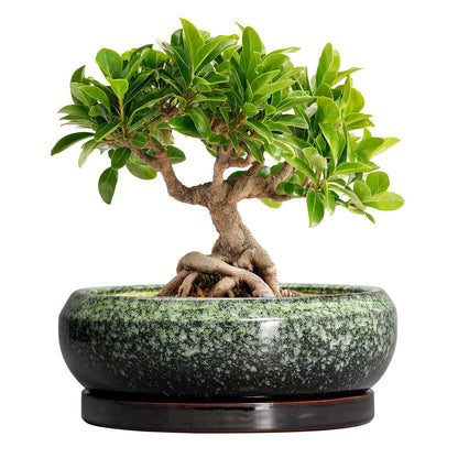 EPFamily Bonsai Pots 8 Inch - Ceramic Succulent Pots with Drainage Hole and Saucer, Shallow Plant Pot for Indoor Outdoor, Bonsai Tree Pots, Round Planter Bowl, Home Decor, Gift for Plant Lover, Green