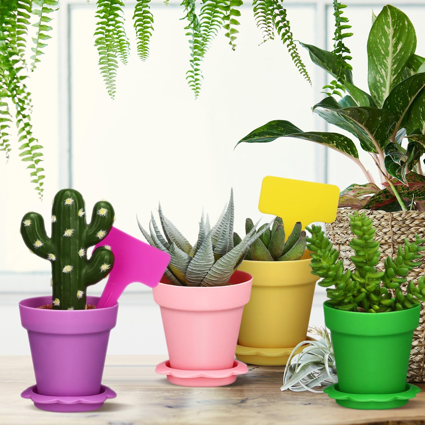 LOYIM 36 Packs Cupcake Plant Nursery Pots with Humidity Dome Small Flower Pots Plastic Planting Containers Cups with Saucers and Shovel for Indoor Outdoor Plant Succulent Display(Colorful)