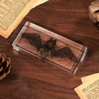 Taxidermy Bat, Real Bats Specimens High Quality Resin Animals for Science Classroom Science Education, Bat Decor Great Gift for Taxidermy, Animal Skull, Oddities, Biology (5.5x2.5x0.7 Inch)