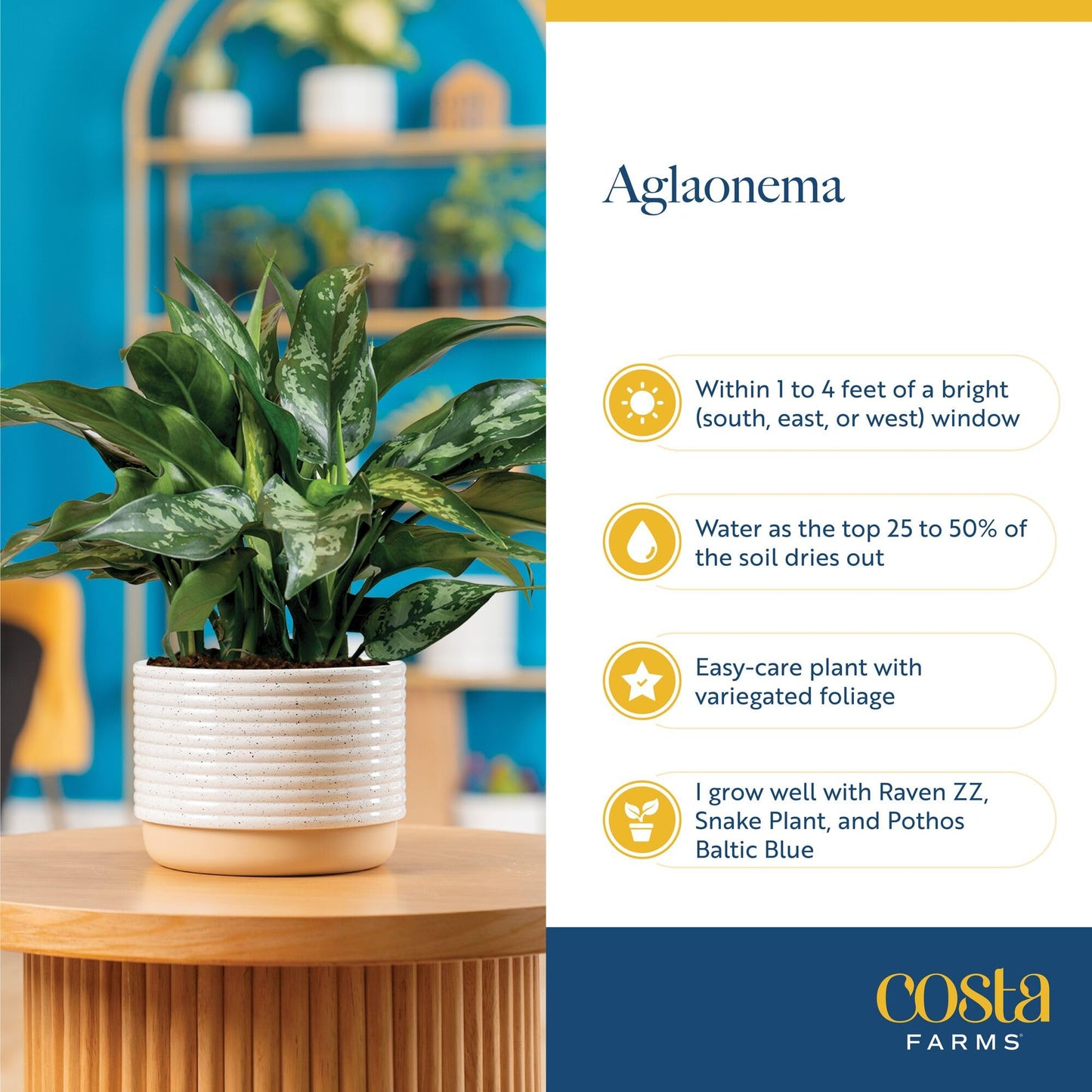 Costa Farms Trending Tropicals Aglaonema Live Indoor Plant, Self Watering Décor Plant Pot, 1 Foot Tall