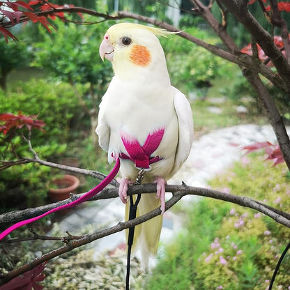 Pet Parrot Bird Harness Leash Adjustable Bird Flying Harness Traction Rope with Cute Wing for Parrots Pigeons Budgerigar Lovebird Cockatiel Mynah Outdoor Training Toy (Magenta,S)